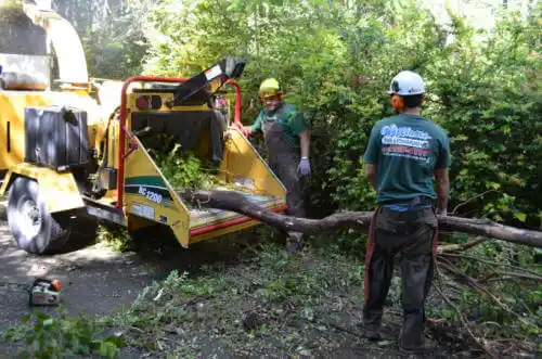 tree services Little Rock